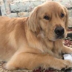 Rocky's Fresh Start: How Chewtrition Cured My Dog's Bad Breath