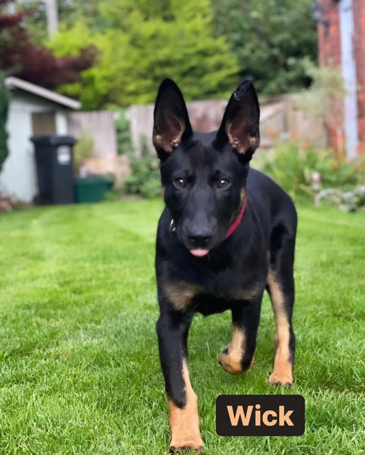 Wick's Story: The Fussy German Shepherd Who Finally Cleaned Her Bowl