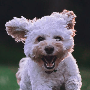 Dog portrait