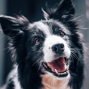 Dog portrait