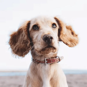 Dog portrait
