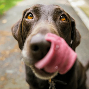 Dog portrait